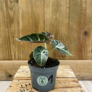 Alocasia Black Velvet Variegata 1