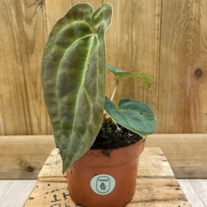 Anthurium Besseae Aff x Forgetii (S)