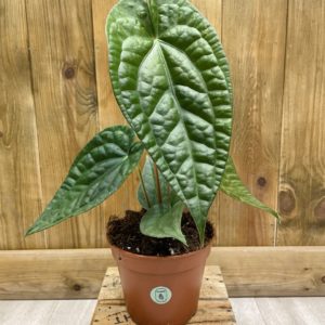 Anthurium Magnificum x Luxurians (S)