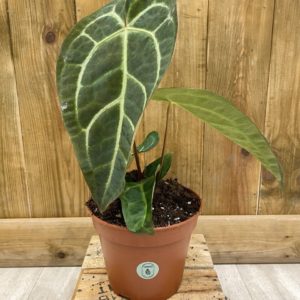 Anthurium Regale x Magnificum (S)