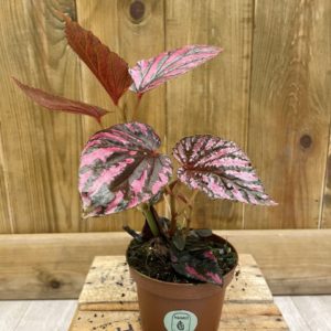 Begonia Brevirimosa (S)
