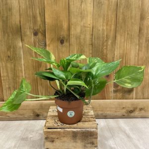 Epipremnum "Pothos" Hawaiian (M)