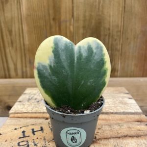 Hoya Kerrii Variegata (Baby)