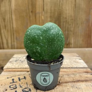 Hoya Kerrii Splash (Baby)