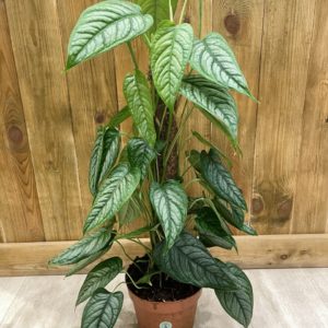 Monstera Siltepecana El Salvador (XL)