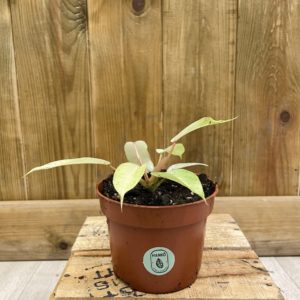 Philodendron Snowdrift (S)