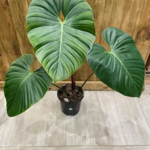 Philodendron Lynamii (M)