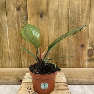 Philodendron Choco Empress (S)