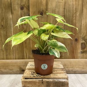 Philodendron Burle Marx Variegata (S)