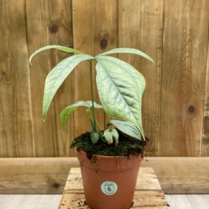 Amydrium Silver "Monstera Spider" (M)