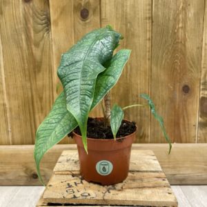 Alocasia 'Sulawesi Green Carpet' (M)