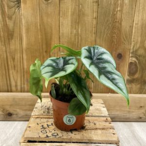 Alocasia Reversa (M)