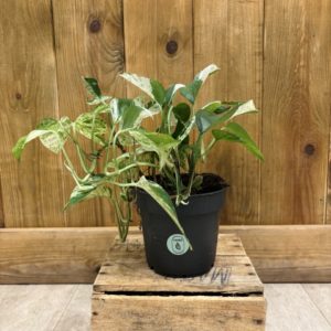 Epipremnum Pinnatum Marble Variegata (M)