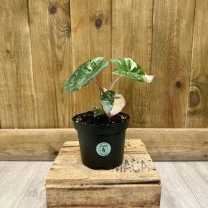Alocasia Yucatan Princess Variegata 1 (S)