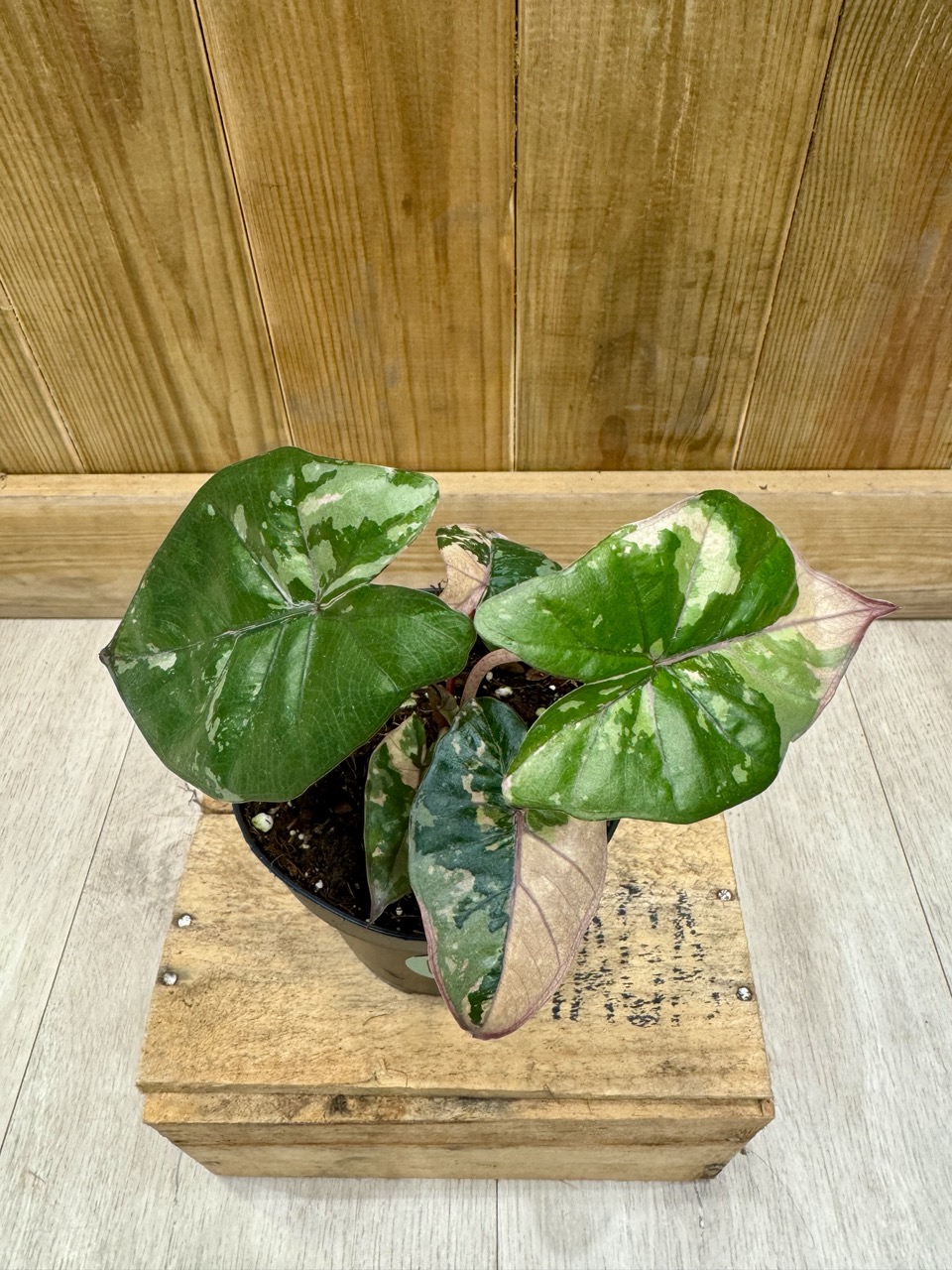 Alocasia Yucatan Princess Variegata • Plante rare • 10,5 / 15 cm
