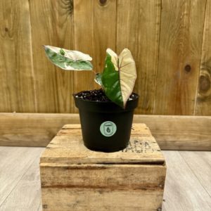 Alocasia Yucatan Princess Variegata 2 (S)