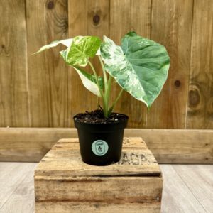 Alocasia Odora Variegata (S)