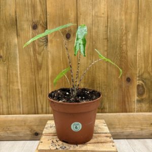 Alocasia Reticulata (M)