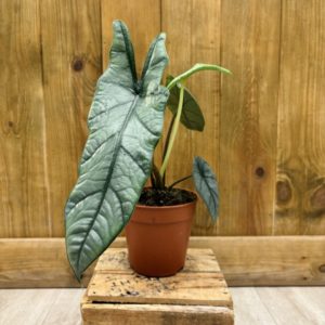 Alocasia Heterophylla "Silver" (M)