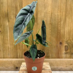 Alocasia Venusta (M)