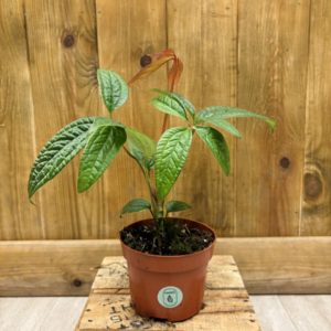 Anthurium Arisaemoides (S)
