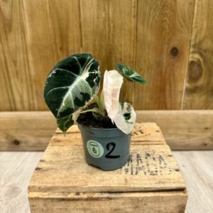 Alocasia Black Velvet Variegata 2