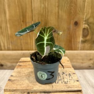 Alocasia Black Velvet Variegata 3
