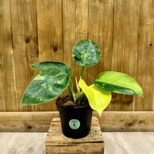 Philodendron Green Congo Variegata 1 (L)