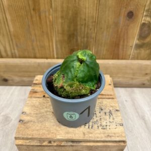 Platycerium Madagascariense 1 (M)