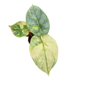 Alocasia Silver Dragon Variegata (Baby) - Précommande