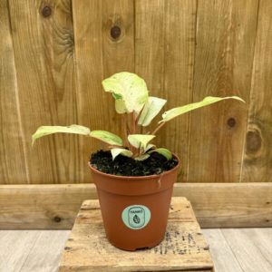 Philodendron Snowdrift (M)