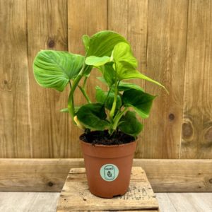 Philodendron "Peru" Fibraecataphyllum (M)