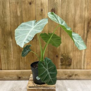 Alocasia Silver Feathers (L)