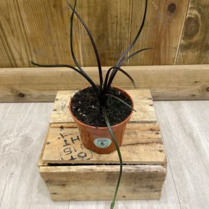 Alocasia Flying Squid (M)