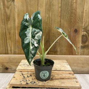 Alocasia Frydek Variegata (Baby)
