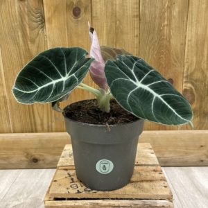 Alocasia Black Velvet (M)
