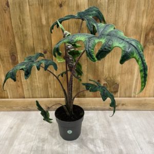 Alocasia Tandurusa "Jacklyn" (L)