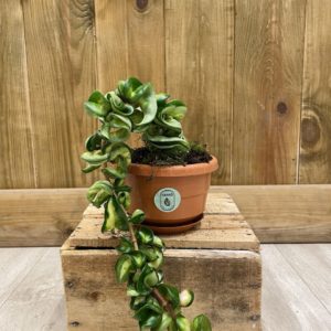 Hoya Compacta Mauna Loa (M)