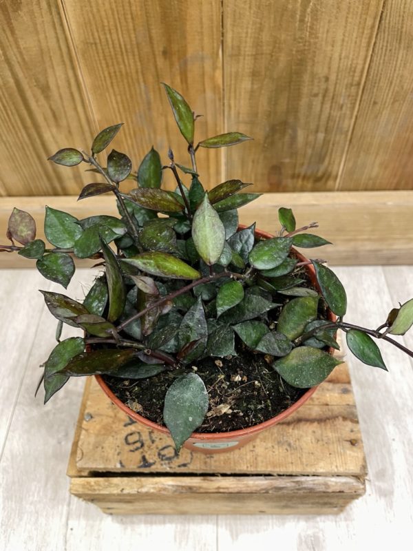 Hoya Krohniana "Black Leaves" • Plante rare • 12 cm / 20 cm