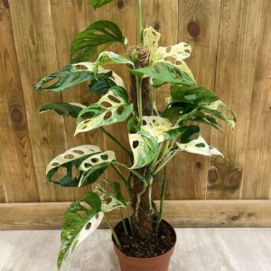 Monstera Adansonii Variegata (XL)
