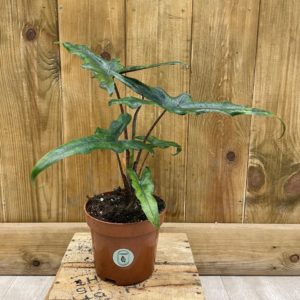 Alocasia Sabrina Narrow (M)