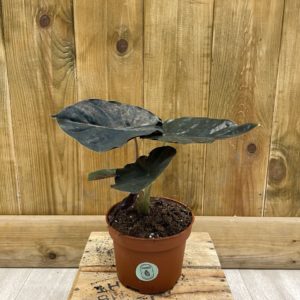 Alocasia Infernalis "Black Magic" (M)