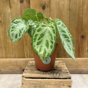 Anthurium Silver Blush (M)