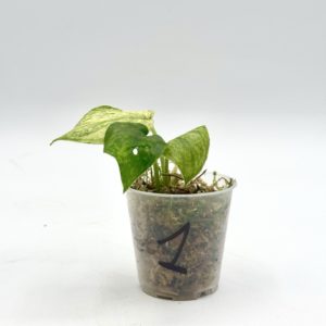 Scindapsus Jade Satin Marble Variegata (Bouture 1)