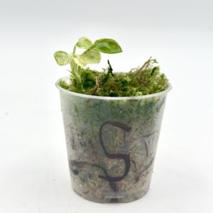 Scindapsus Jade Satin Marble Variegata (Bouture 5)