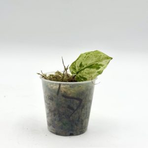 Scindapsus Jade Satin Marble Variegata (Bouture 7)
