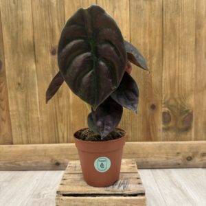 Alocasia Cuprea "Red Secret" (M)