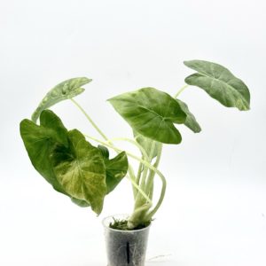 Alocasia Gageana Variegata Aurea (Bouture 1)