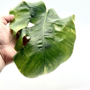 Monstera Marmorata "Aurea" (Bouture 1)