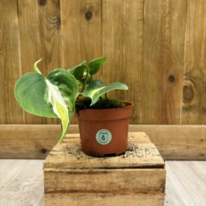 Philodendron Cream Splash (S)